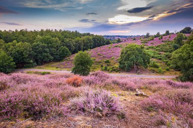 Çiçekli fundalık Veluwe Hollanda