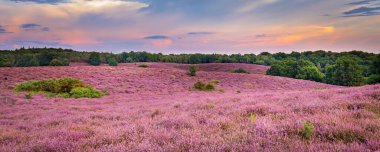 Çiçekli fundalık Veluwe Hollanda