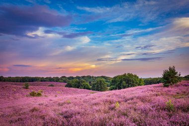 Çiçekli fundalık Veluwe Hollanda