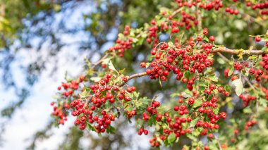 Ağacın üzerindeki dikenli bereler