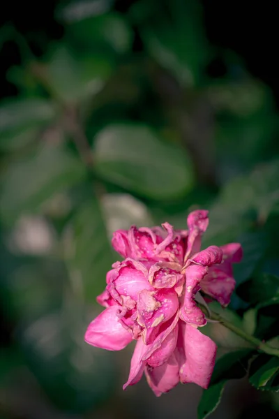Vintage rosa sobre fondo gris — Foto de Stock