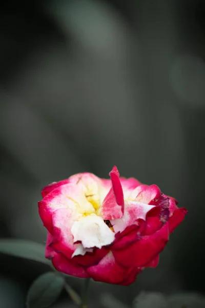 Vintage rosa sobre fondo gris — Foto de Stock