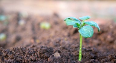 Yeşil tomurcuk, yeni bir hayatın başlangıcının sembolü, yakın plan doğa yenilenmesi, metin için yer