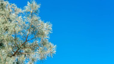Açık ve güneşli bir yaz gününde mavi gökyüzüne karşı çam dalları. metin için boşluk kopyala