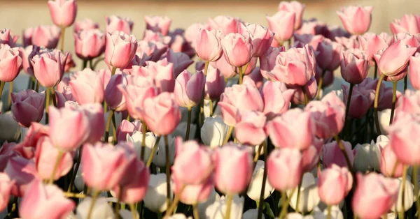 Ροζ τουλίπες ανθίζουν στον κήπο. Λουλούδια και διακοπές έννοια φωτογραφία. — Φωτογραφία Αρχείου