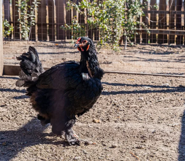 Ημέρα των Ευχαριστιών. Κοτόπουλο με τριχωτές πατούσες στη φάρμα. Οικολογικό κρέας. Οικολογική κτηνοτροφία. Cochinhin, Sultanka, Brahma, Ushanka, Faverol, Σιβηρικό πεδίο. — Φωτογραφία Αρχείου