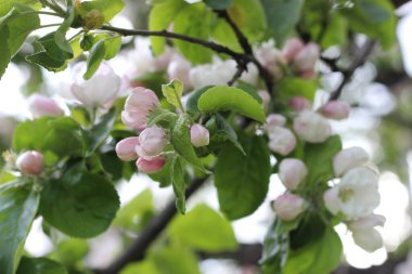 Çiçek açan elma ağacının dalları, seçici odak, bahar havası.