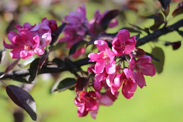 Çiçek açan elma ağacının dalları, seçici odak, bahar havası.
