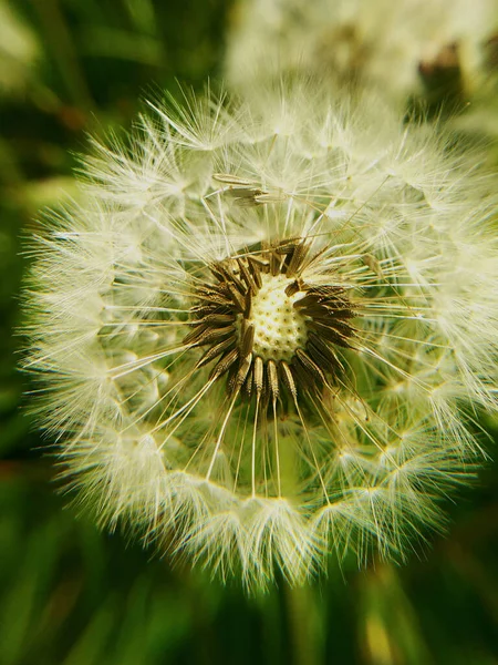Beyaz karahindiba, tohumlar, yeşil arka planda makro çekim