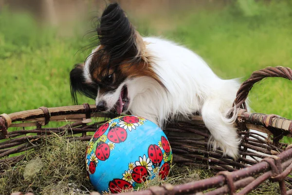 papillon miniature dog sitting next to wicker basket and ball, no people