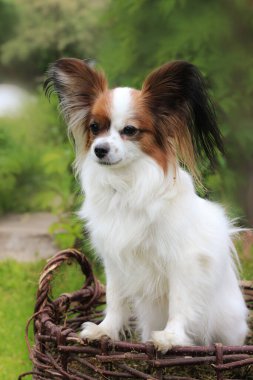 Yeşil çimlerin üzerinde hasır bir sepette oturan minyatür papillon köpek, insan yok.