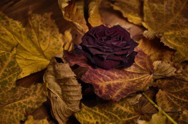 Akçaağaç yapraklarından oluşan bir arka planda kuru kırmızı gül