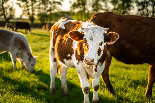 Brown and spotted cows graze in the meadow and look at the camera. Green Forest. High quality photo