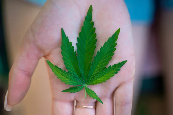 The green leaf of hemp lies on the background of a female hand.Medical herb. — Stock Photo, Image