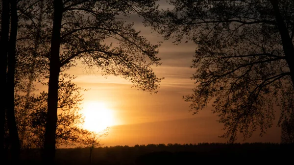 Orangefarbener Sonnenuntergang über der Natur durch die Bäume. — Stockfoto