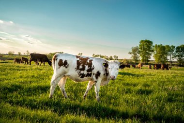Kahverengi ve benekli inekler çayırda otluyor ve kameraya bakıyor. Yeşil Orman.