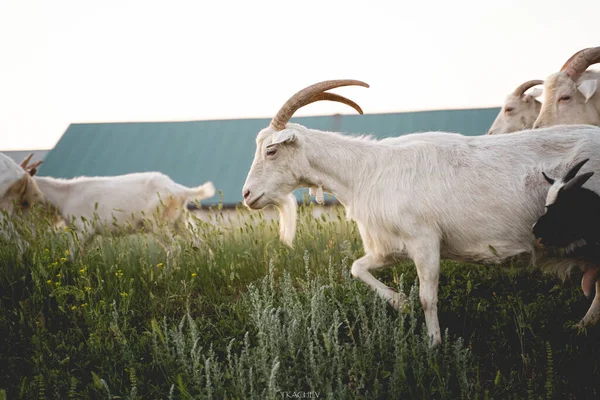 Un branco di capre bianche brucia in un campo verde. Bovini. Pascolo nel villaggio. — Foto Stock