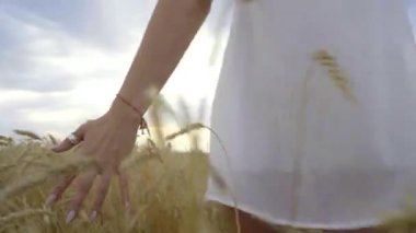 Beyaz elbiseli bir kız buğday tarlasında yürüyor, buğday dikenlerine dokunuyor..