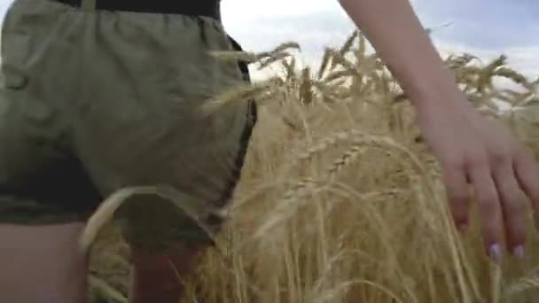 Uma jovem caminha por um campo de trigo e toca o trigo com as mãos. — Vídeo de Stock