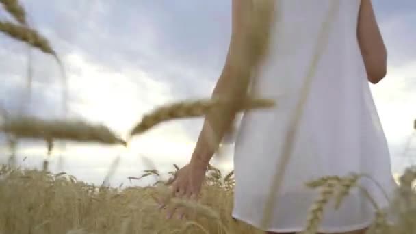 Uma linda garota caminha por um campo de trigo, tocando espiguetas de trigo — Vídeo de Stock
