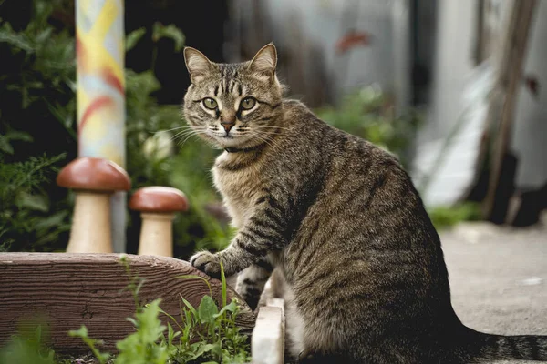 Коричневий Смугастий Здивований Кіт Зеленому Квітучому Саду Дивиться Камеру — стокове фото
