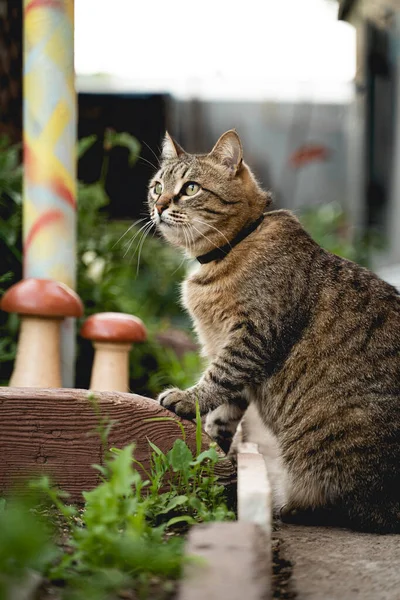 Hnědá Pruhovaná Překvapená Kočka Zelené Zahradě Dívá Stranou — Stock fotografie