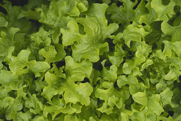 Gros Plan Sur Les Feuilles Laitue Fraîche Vue Sur Dessus — Photo