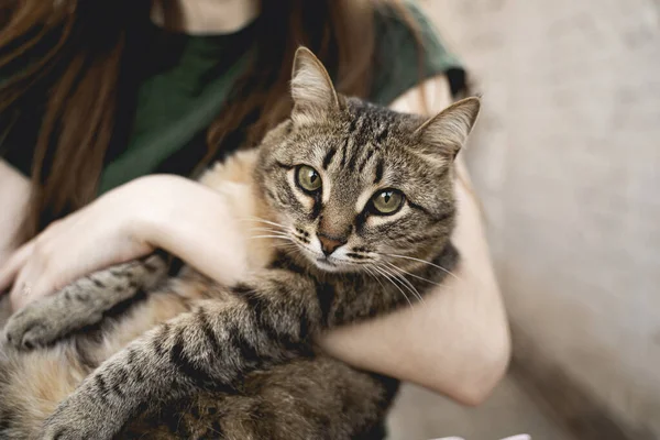 Náručí Mladé Dívky Sedí Hnědá Tupá Kočka Krásné Zelené Oči — Stock fotografie