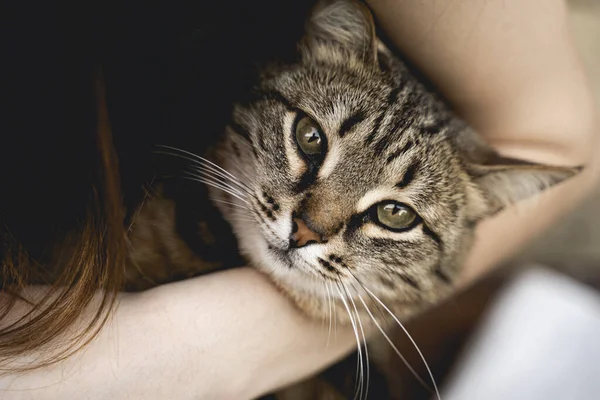 Kahverengi bir tekir kedi genç bir kızın kollarında oturuyor. Güzel yeşil gözler. 