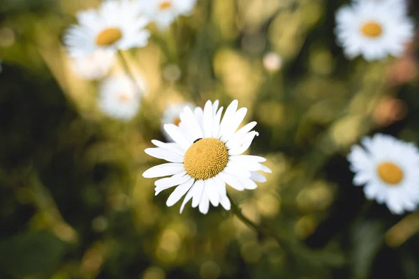 Kamilleveld Groene Bloemenachtergrond Horizontale Foto — Stockfoto