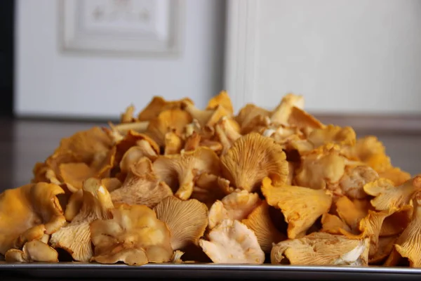 Bir Sürü Taze Chanterelle Mantarı — Stok fotoğraf