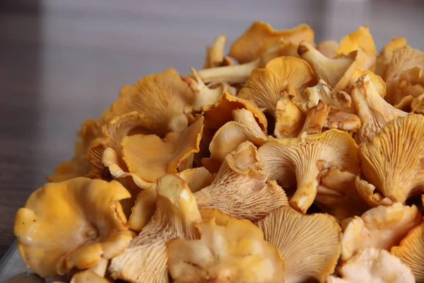 Bir Sürü Taze Chanterelle Mantarı — Stok fotoğraf