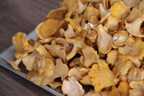 Πολλά Φρέσκα Μανιτάρια Chanterelle Κόκορες — Φωτογραφία Αρχείου