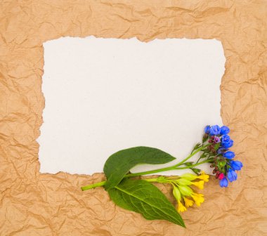 Yumuşak mavi menekşe kırsal kahverengi kağıt arka plan üzerinde çiçek açabilir ve beyaz kağıt metin için ücretsiz boş kopya alanı ile. Kart tasarım şablonu, davetiyeler düğün dekorasyonu.