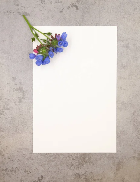Blue violet tender minimalist spring flower on neutral grey marble stone background and white paper with free blank copy space for text. Ready design template for card, invitations, wedding decor.