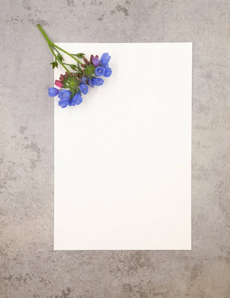 Nötr gri mermer zemin üzerinde mavi, yumuşak, minimalist bahar çiçeği ve metin için boş fotokopi alanı olan beyaz kağıt. Kart, davetiye, düğün dekorasyonu için tasarım şablonunu hazırla.