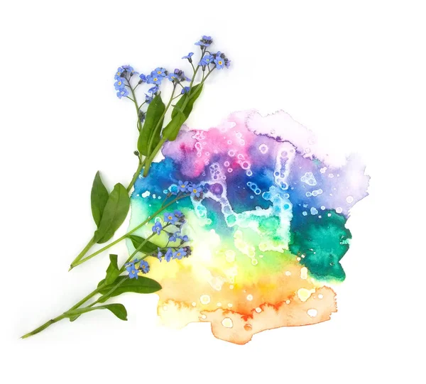 Azul Olvidarme Flores Primavera Arco Iris Pintado Mano Mancha Mancha — Foto de Stock