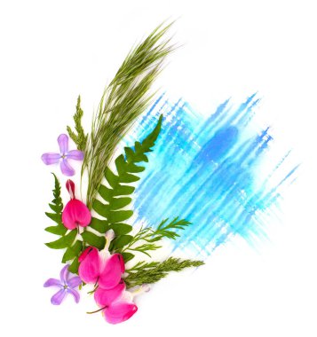 Yumuşak pembe kanayan kalpler dicentra çiçekler ve beyaz arka planda mavi menekşe cyan suluboya lekeler. Kartpostallar, posterler, düğün dekorları için izole edilmiş bir fotoğraf ögesi