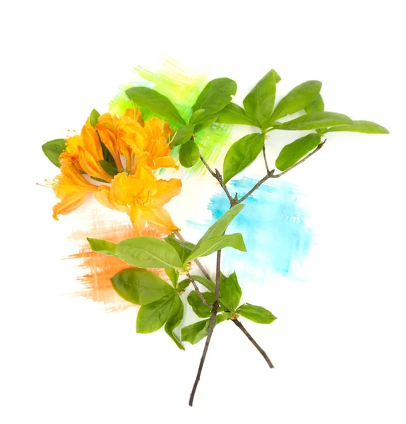 Πορτοκαλί azalea rhododendron λουλούδι και πράσινα φύλλα με ζωγραφισμένα στο χέρι κηλίδα ακουαρέλα που απομονώνονται σε λευκό χαρτί. Φωτογραφία με ελεύθερο κενό χώρο αντιγραφής για κείμενο. Για κάρτες, αφίσες, διακόσμηση ιστοσελίδας — Φωτογραφία Αρχείου