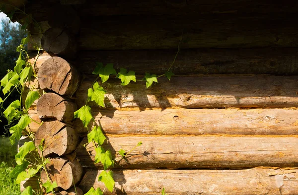 Zielony naturalny bluszcz liści i winorośli i starożytnych starych żółtych, pomarańczowych, czerwonych kłód kraju dom rustykalny ściany. Zdjęcie z pustą, wolną kopią tekstu — Zdjęcie stockowe