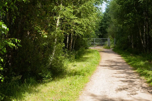 Słoneczna letnia droga w zielonych kolorach w lesie i bramie ogrodzenia — Zdjęcie stockowe