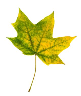 Sarı sonbahar izni beyaz arka planda izole edilmiş. Poster kartları daveti veya diğer dekorlar için sezonluk içerik