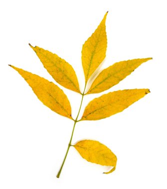 Sarı sonbahar izni beyaz arka planda izole edilmiş. Poster kartları daveti veya diğer dekorlar için sezonluk içerik