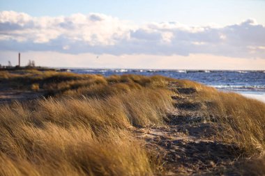 Baltık Denizi kıyısındaki deniz yosunlarının kıyıdan görünüşü güçlü rüzgarda sallanıyor. Fotoğraf Avrupa, Letonya 'da çekildi.