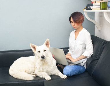Evde çalışan genç bir kadın, defteriyle birlikte gri arka planda siyah koltukta oturan büyük beyaz bir köpekle oturuyor. Kopyalama alanı ile sosyal uzaklık kavramı. Beyaz İsviçreli çobanla evde eğitim