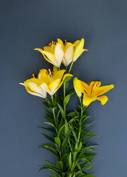 Modaya uygun koyu mavi arka planda sarı zambak çiçeği