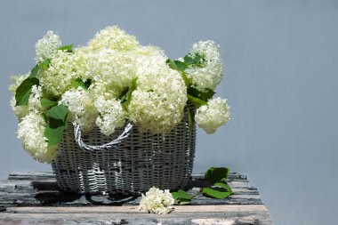 Hasır sepet beyaz ortanca çiçekleri ve eski kırsal ahşap masa arka planında yeşil yapraklarla kompozisyon