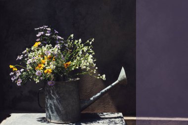 Papatya çiçekleri ve eski metal sulama kutusundaki diğer mor ve sarı çiçekler beton arka planda sert gölgelerle. Taşra hayatı. Metin için yer, kopyalama alanı