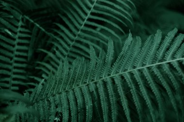 Koyu yeşil eğrelti otu yaprağı dokusu. Ormanda eğrelti otu