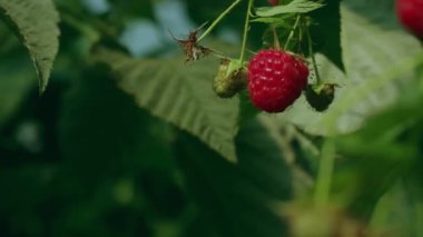 Lezzetli ve sağlıklı. Kırmızı çilek. Sıradan ahududu. Bahçıvanlık. Ev bahçesi, çiçek tarlası. Rubus idaeus, Rosaceae familyasından bir Rubus cinsi.